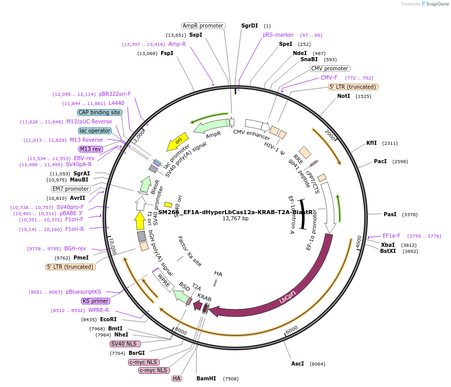 244205-plasmid-map-sequence-id-486073
