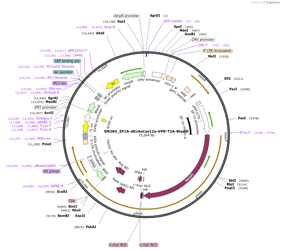 244219-plasmid-map-sequence-id-486074