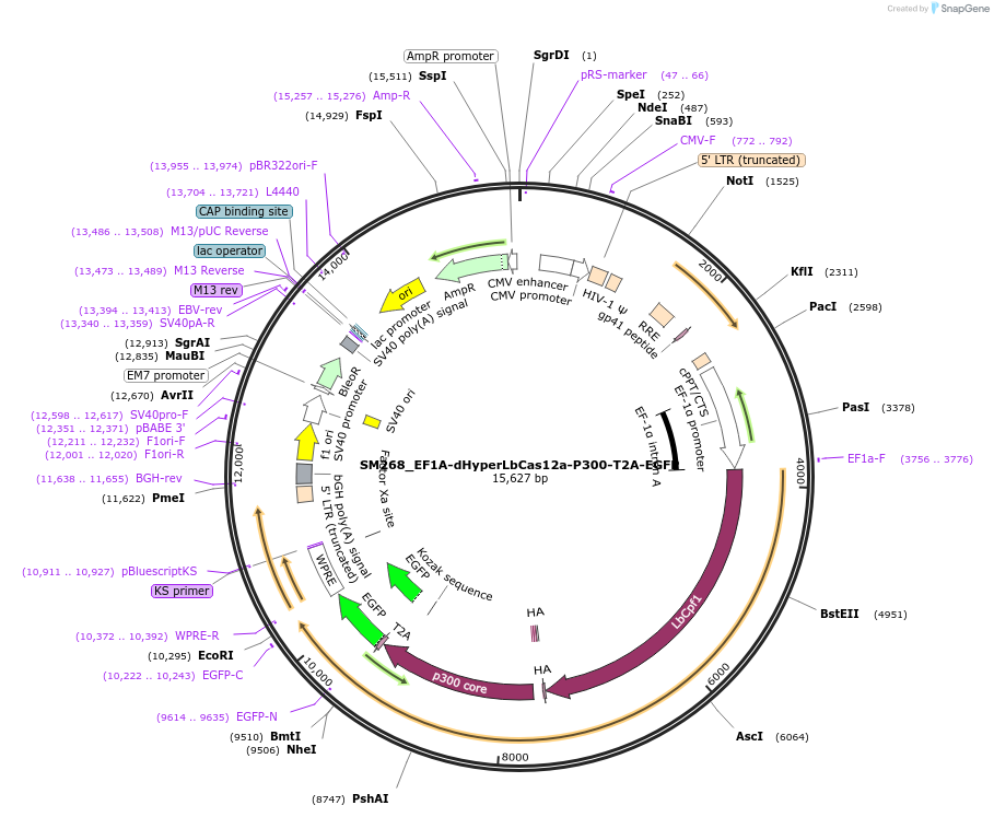 244206-plasmid-map-sequence-id-486076