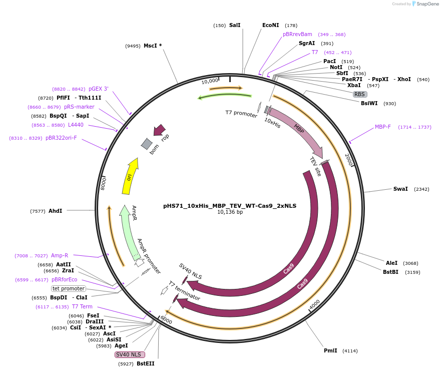 244833-plasmid-map-sequence-id-486082