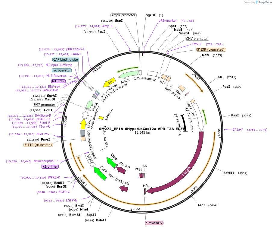 244210-plasmid-map-sequence-id-486083