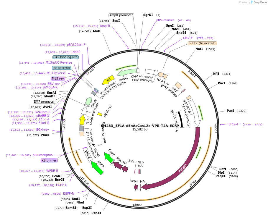 244218-plasmid-map-sequence-id-486087