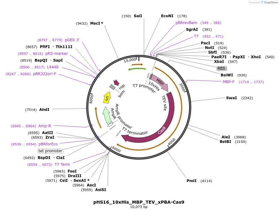 244830-plasmid-map-sequence-id-486088
