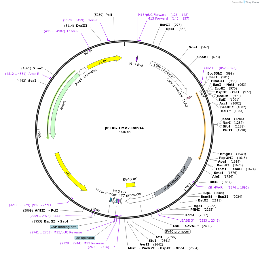 245358-plasmid-map-sequence-id-486092