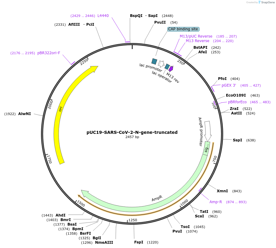 240635-plasmid-map-sequence-id-486094