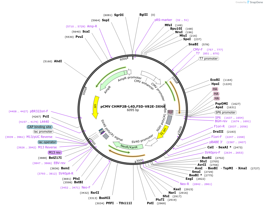 242393-plasmid-map-sequence-id-486097