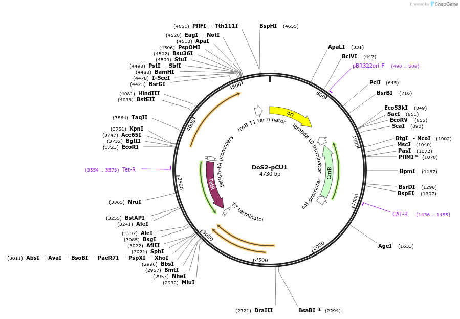 244470-plasmid-map-sequence-id-486110