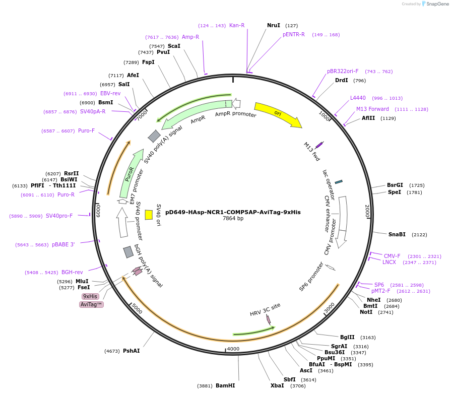 157253-plasmid-map-sequence-id-486116