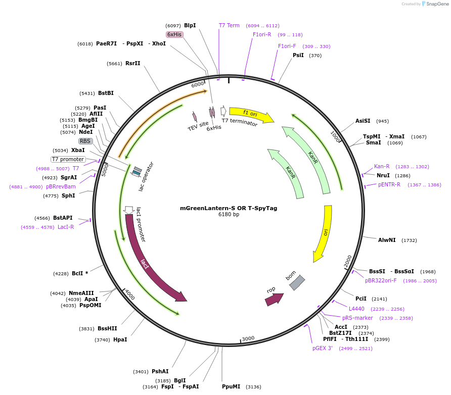 243774-plasmid-map-sequence-id-486125