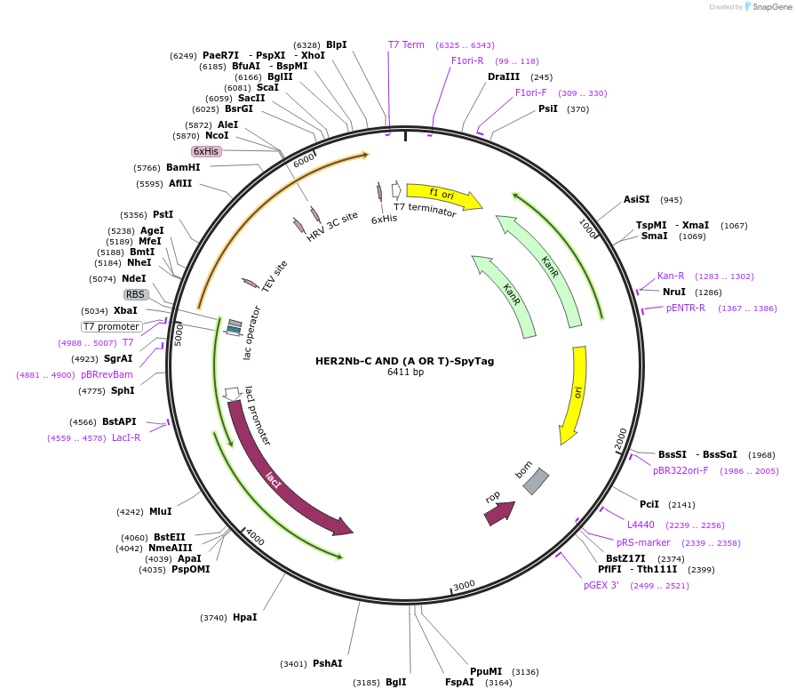 243790-plasmid-map-sequence-id-486126
