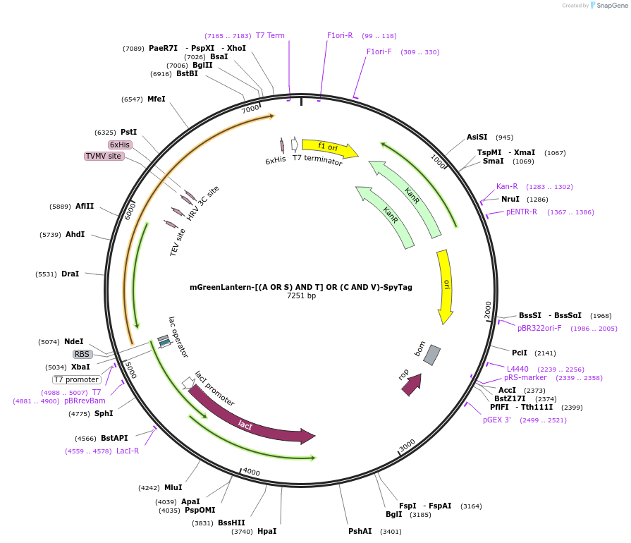 243789-plasmid-map-sequence-id-486131