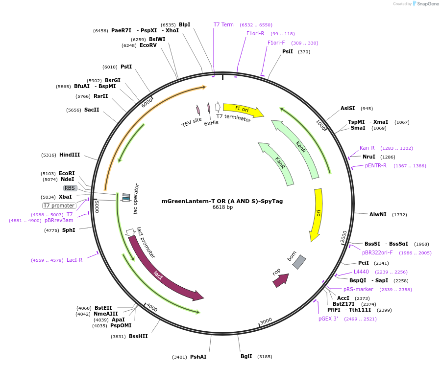 243783-plasmid-map-sequence-id-486132