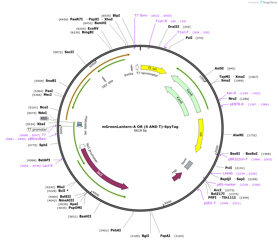 243781-plasmid-map-sequence-id-486140