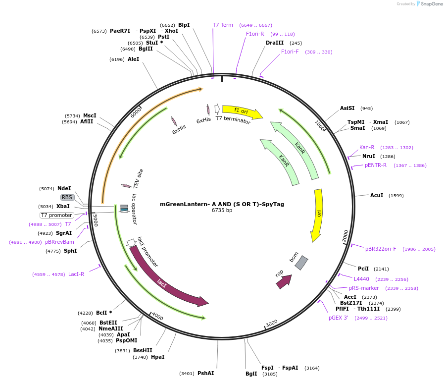 243778-plasmid-map-sequence-id-486141
