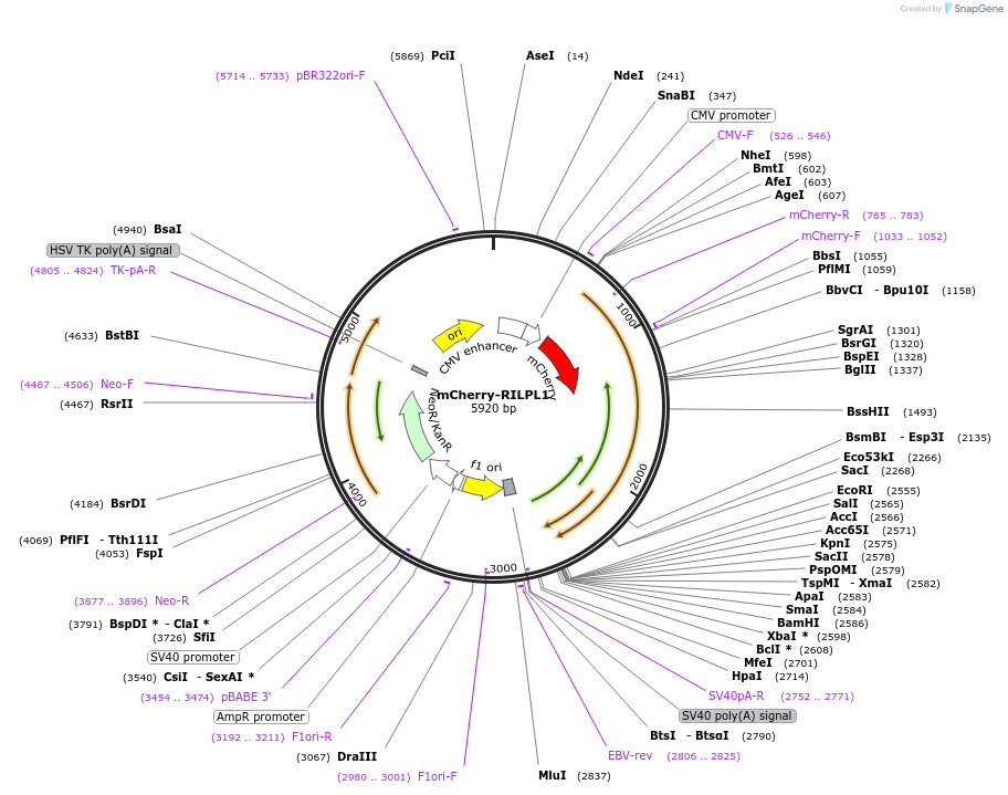 244980-plasmid-map-sequence-id-486142