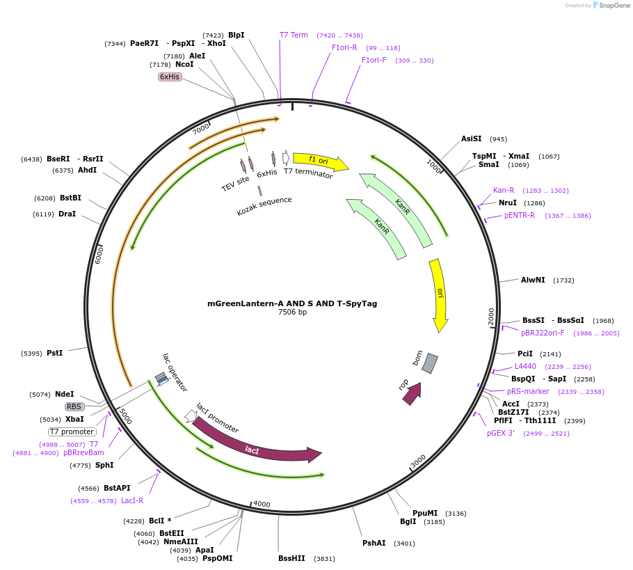 243785-plasmid-map-sequence-id-486144