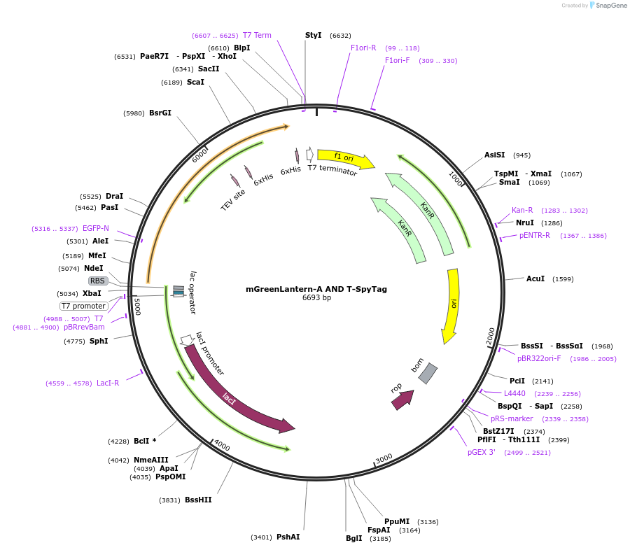 243776-plasmid-map-sequence-id-486145