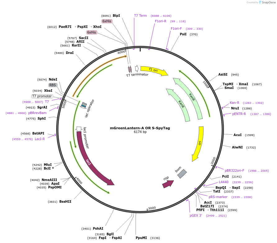243772-plasmid-map-sequence-id-486146