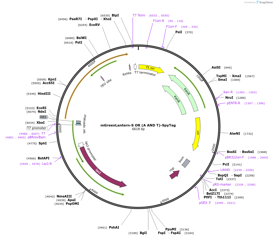 243782-plasmid-map-sequence-id-486148