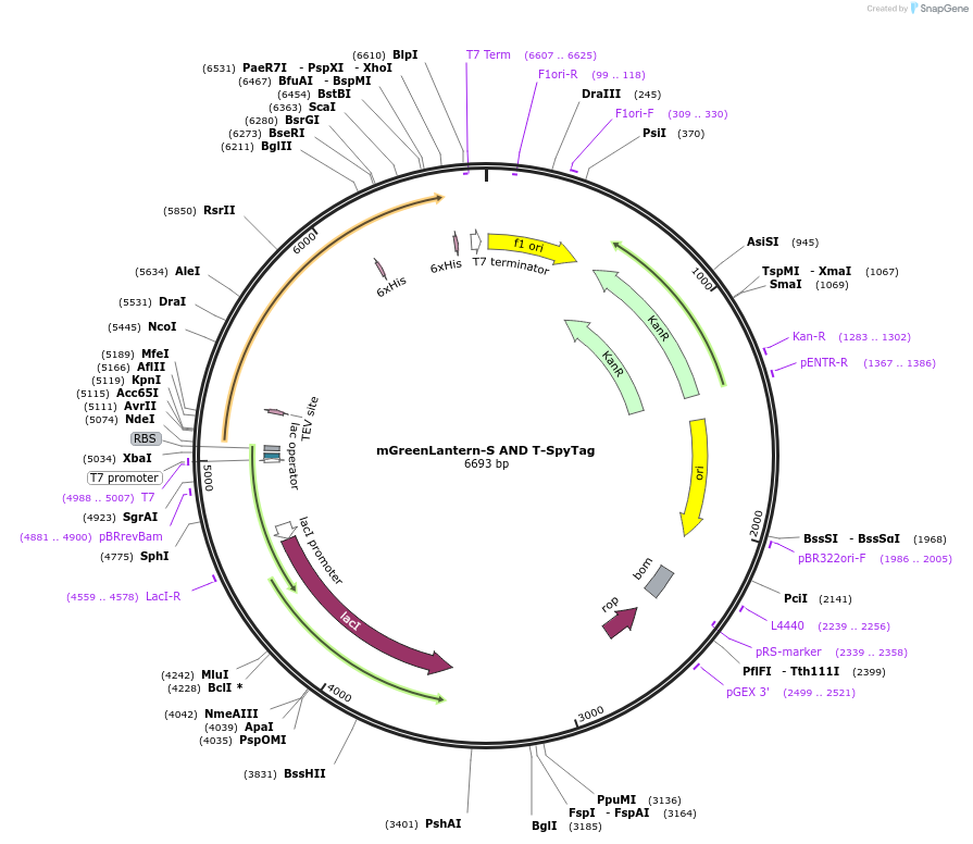 243777-plasmid-map-sequence-id-486149