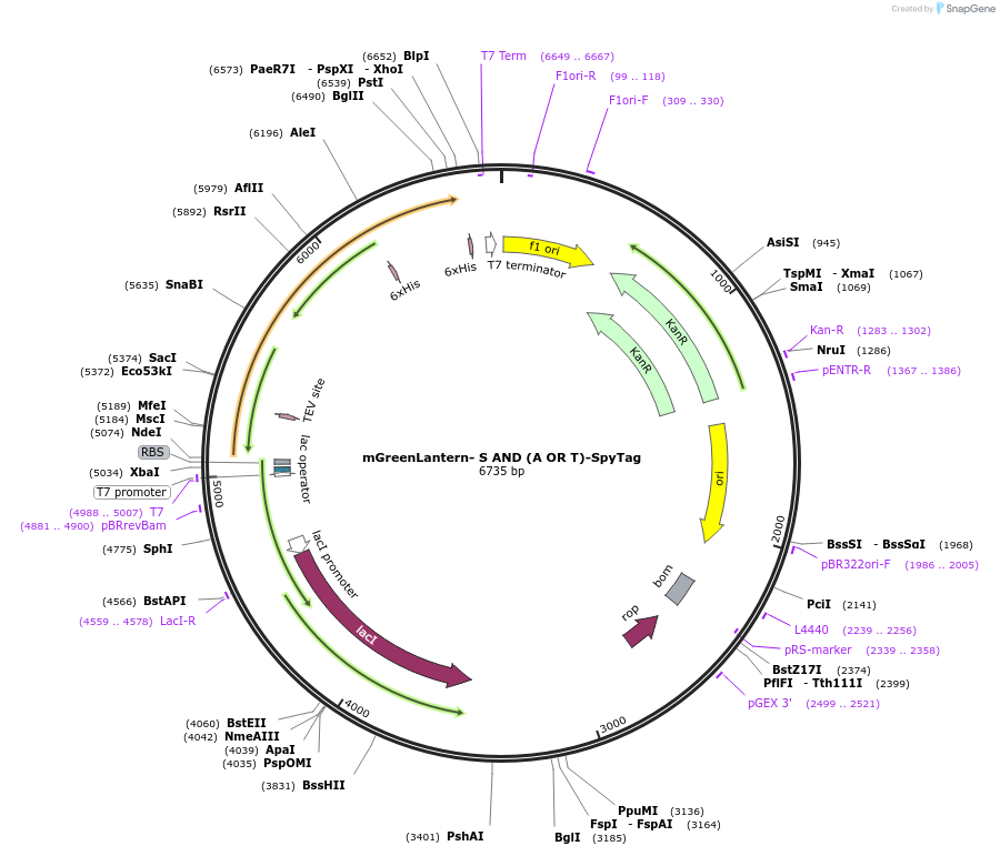 243779-plasmid-map-sequence-id-486150