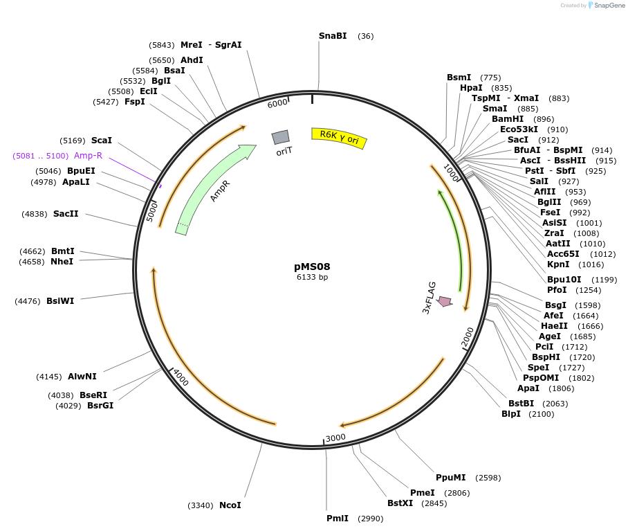 230072-plasmid-map-sequence-id-486154