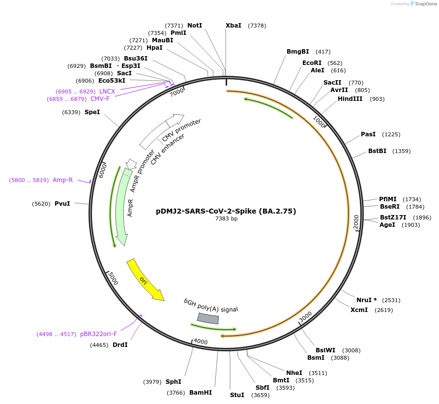 241071-plasmid-map-sequence-id-486196