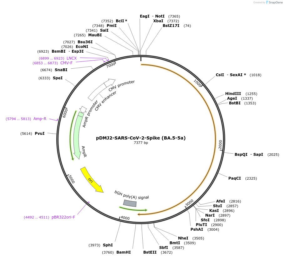 241107-plasmid-map-sequence-id-486231