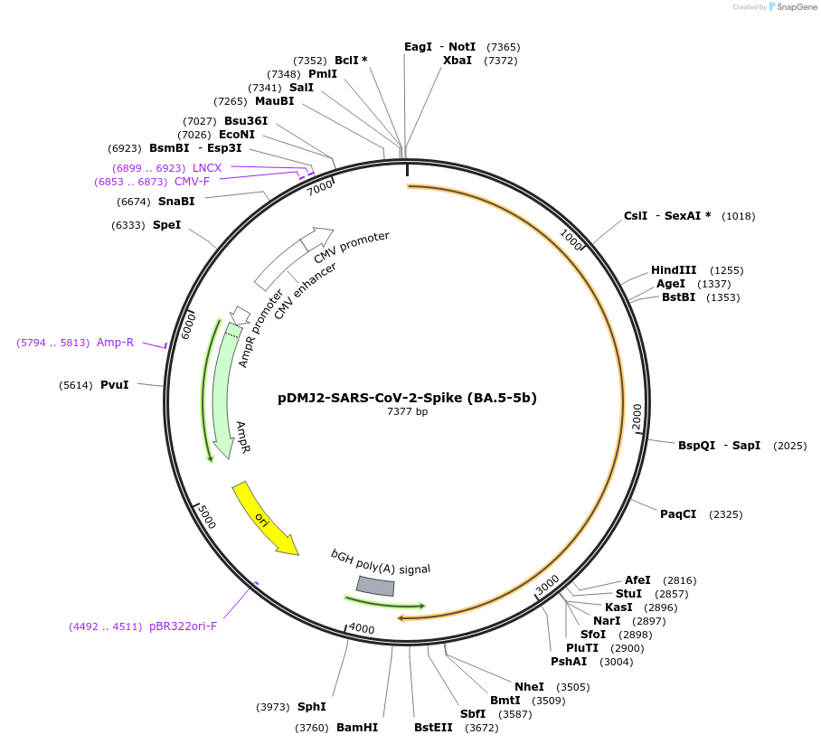 241108-plasmid-map-sequence-id-486232