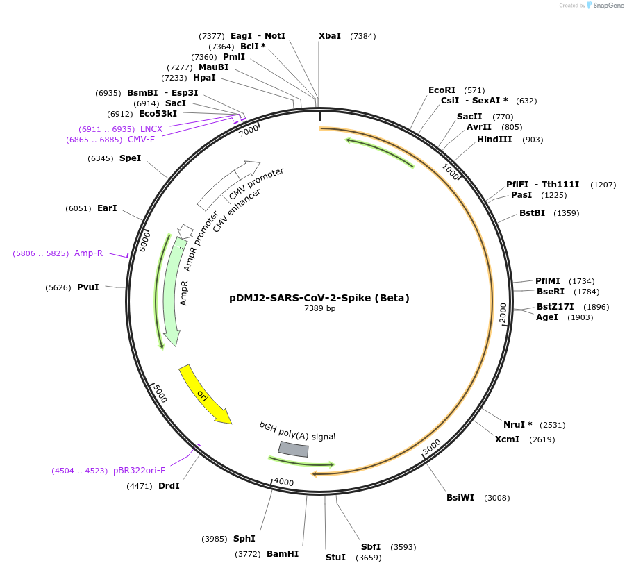 241109-plasmid-map-sequence-id-486233