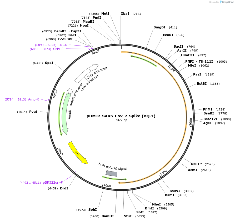 241110-plasmid-map-sequence-id-486234