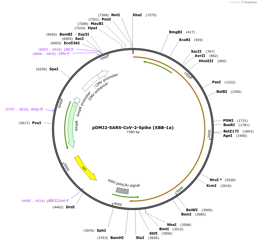 241121-plasmid-map-sequence-id-486244