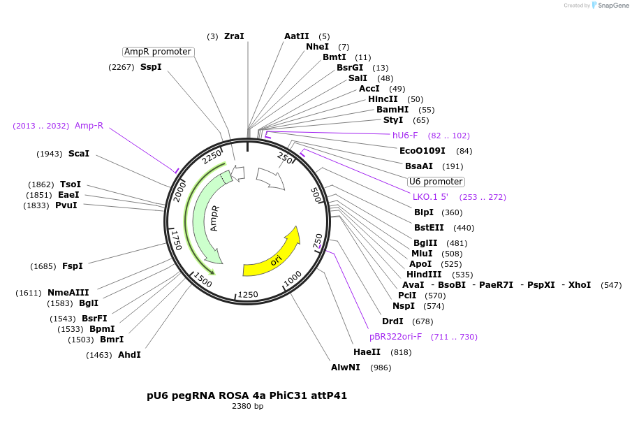 242880-plasmid-map-sequence-id-486263