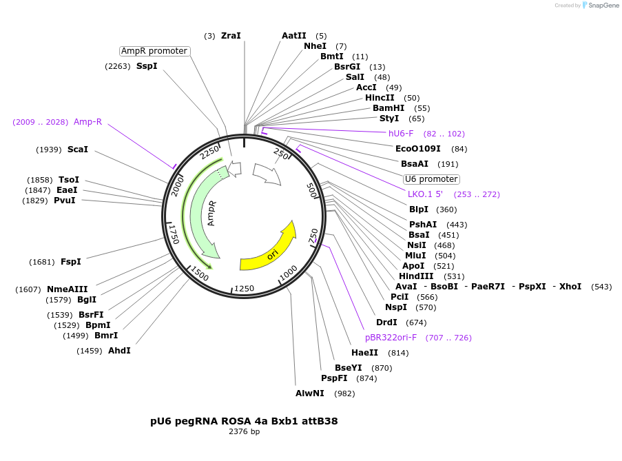 242878-plasmid-map-sequence-id-486267
