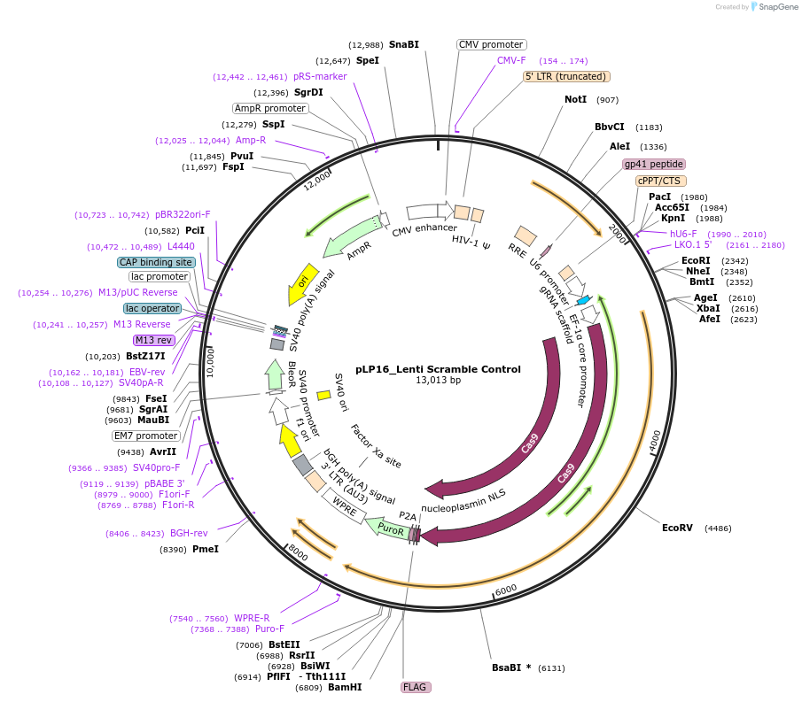 239417-plasmid-map-sequence-id-486271