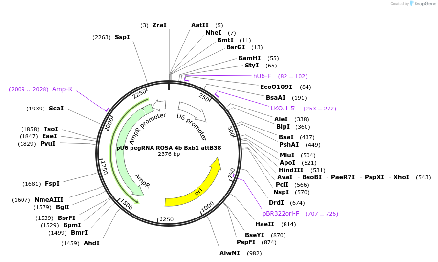 242879-plasmid-map-sequence-id-486274