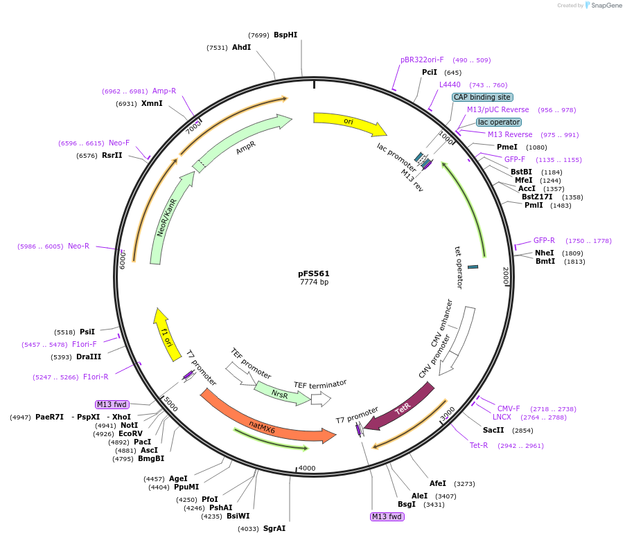 242861-plasmid-map-sequence-id-486279