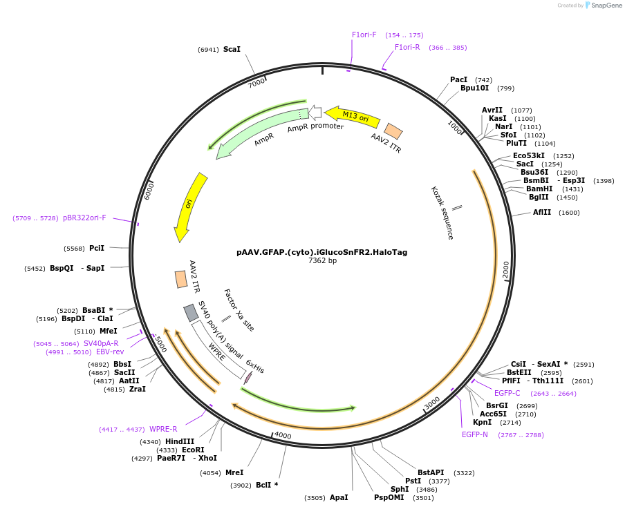 244085-plasmid-map-sequence-id-486282