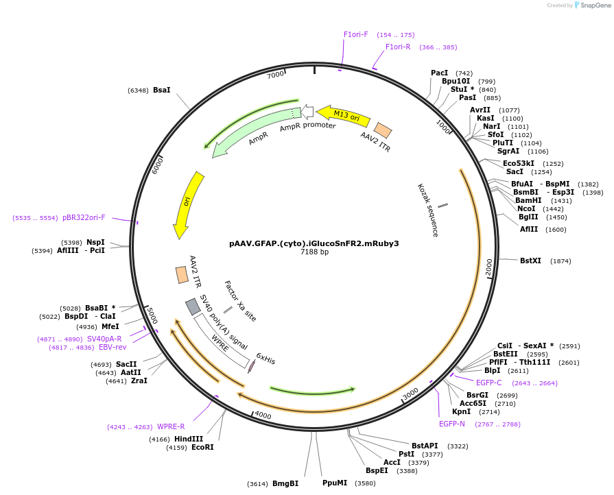 244084-plasmid-map-sequence-id-486283