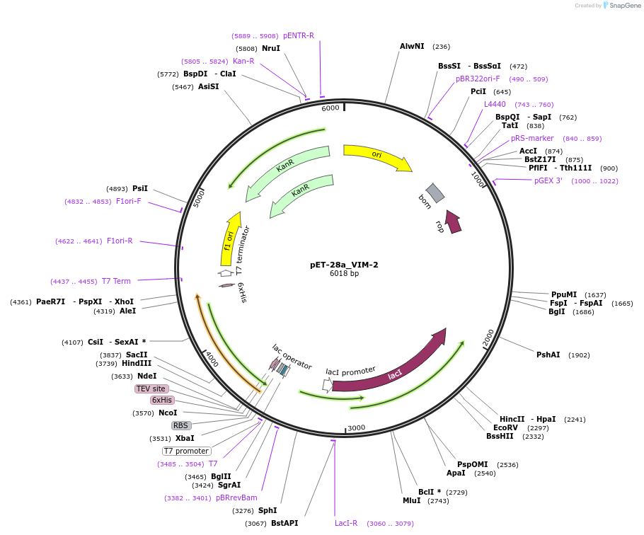 242840-plasmid-map-sequence-id-486287