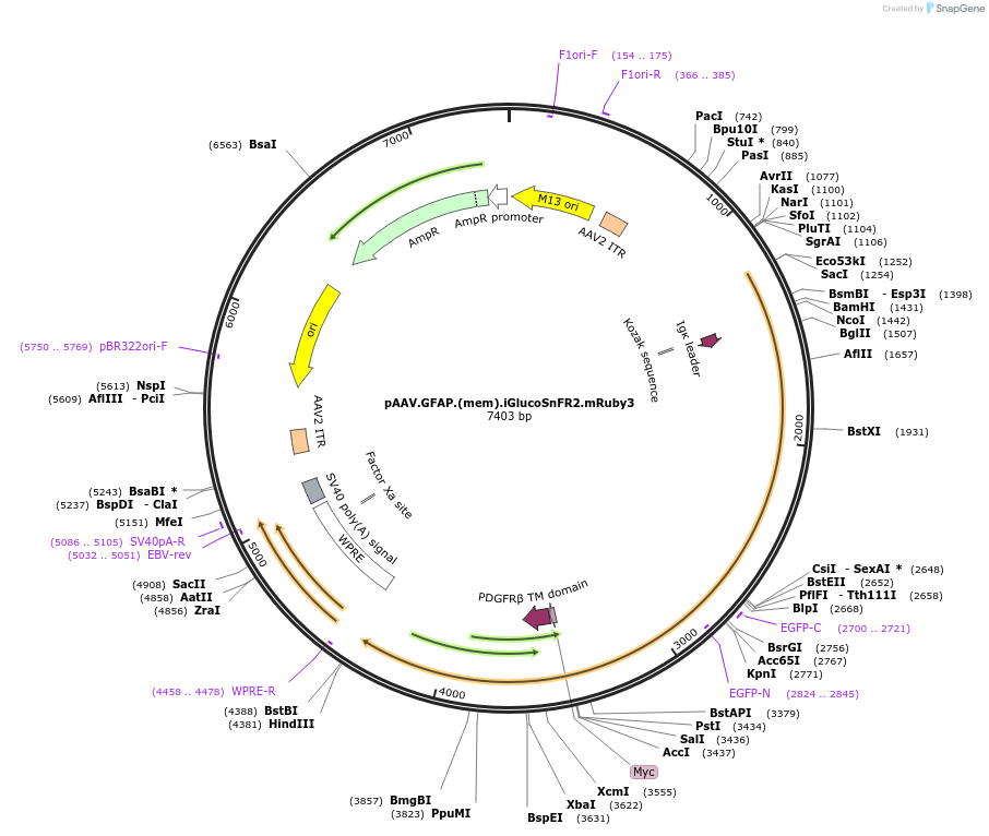 244089-plasmid-map-sequence-id-486288