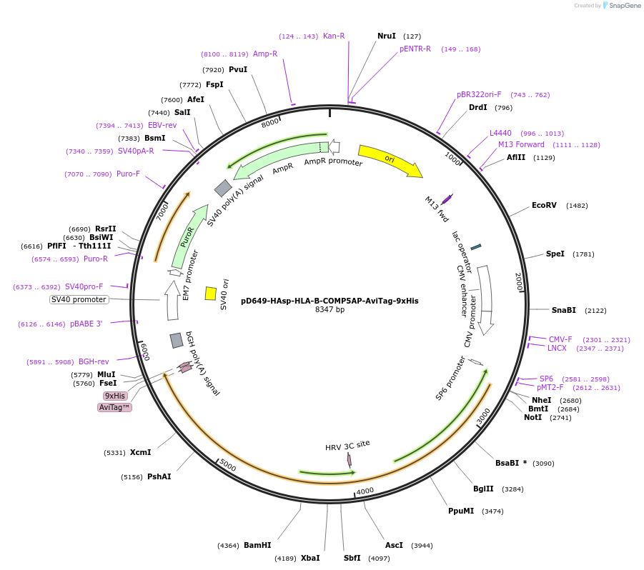 157399-plasmid-map-sequence-id-486295