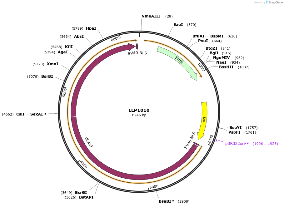 239932-plasmid-map-sequence-id-486306