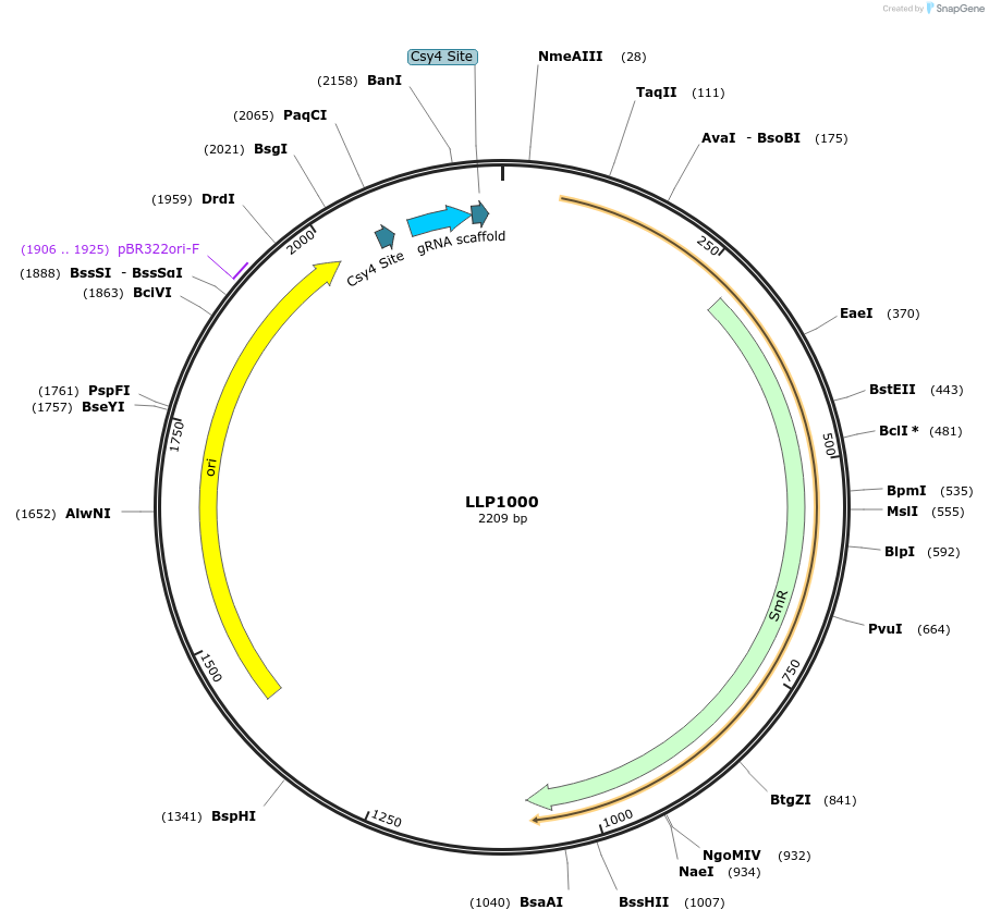 239922-plasmid-map-sequence-id-486309