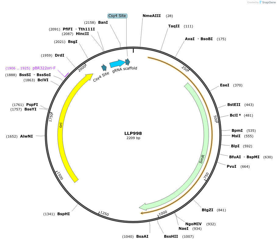239920-plasmid-map-sequence-id-486311