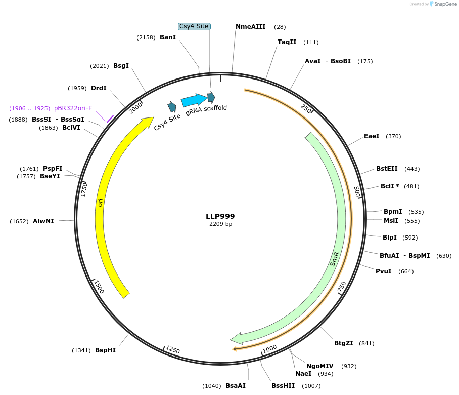 239921-plasmid-map-sequence-id-486312