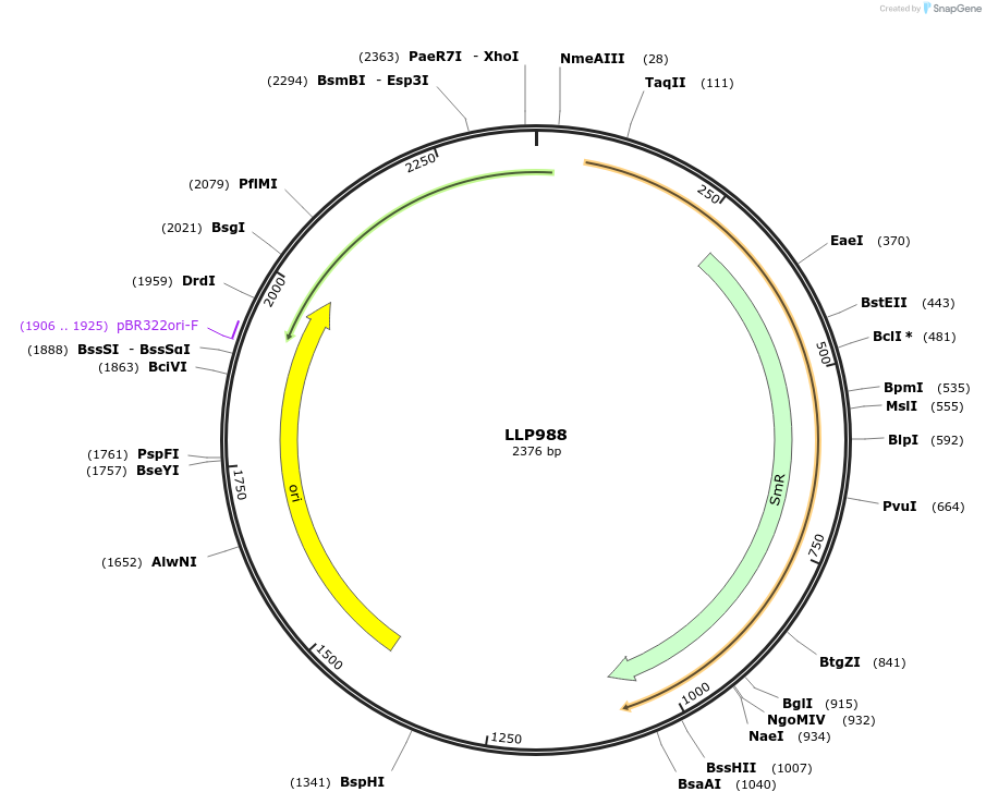 239910-plasmid-map-sequence-id-486315