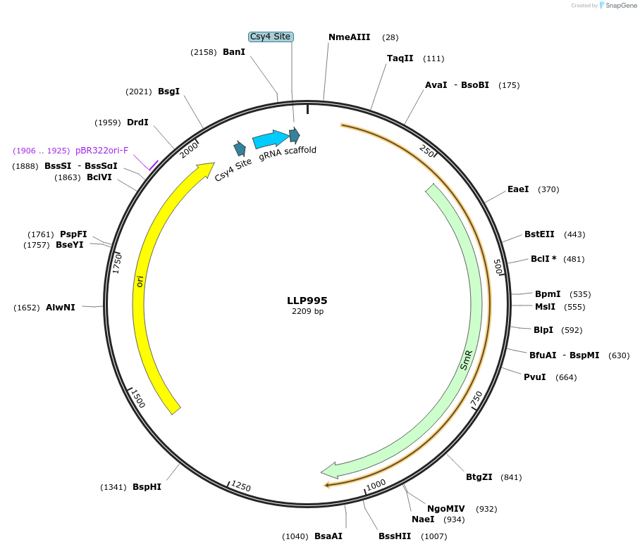 239917-plasmid-map-sequence-id-486316