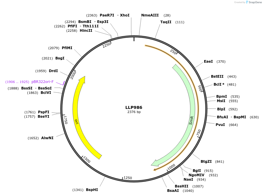 239908-plasmid-map-sequence-id-486318