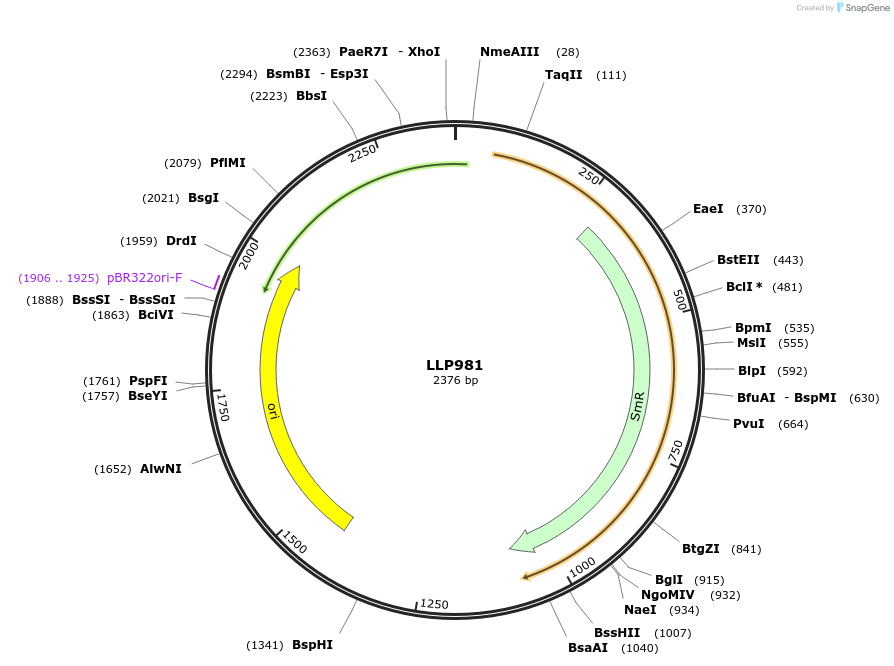239903-plasmid-map-sequence-id-486319
